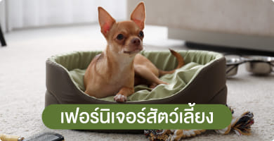 ที่นอน & บ้านสัตว์เลี้ยง